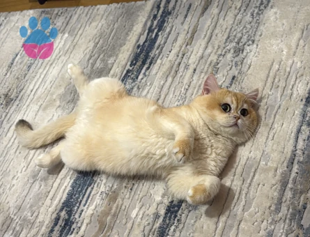 British shorthair eş ilanı