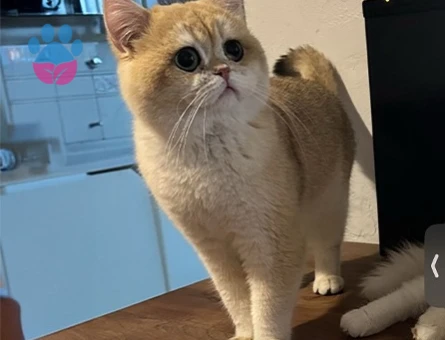 British shorthair eş ilanı