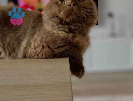 Cinnamon British kahverengi kedi