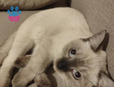 DİŞİ KEDİME EŞ ARIYORUM