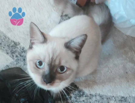 DİŞİ KEDİME EŞ ARIYORUM