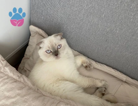 Scottish fold bluepoint Kedime Eş Arıyorum