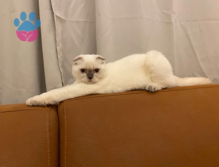 Scottish fold bluepoint Kedime Eş Arıyorum