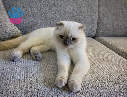 Scottish fold bluepoint Kedime Eş Arıyorum
