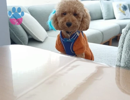 Toy Poodle Kaju Eş Arıyor