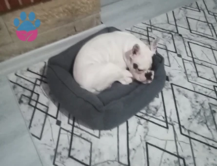 French Bulldog 1 Yaşında Eş Arıyor