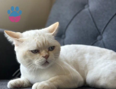 British Shorthair Oğluma eş arıyorum