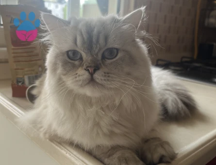 1 Yaşında Erkek British Longhair
