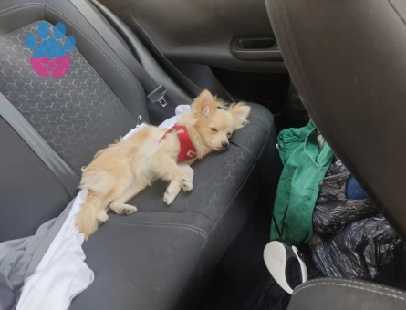 Poomerian Boo Oğlumuza  eş arıyoruz