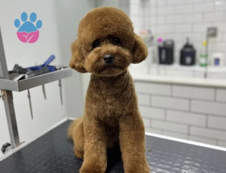 Toy Poodle Erkek Köpeğime Eş Arıyorum