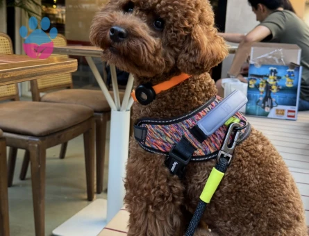 Toy Poodle Erkek Köpeğime Eş Arıyorum