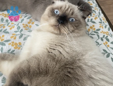 Scottish Fold Kedim 1,5 Yaşında Eş Arıyorum