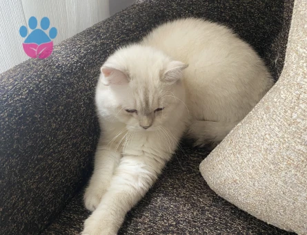 Oğlum simbaya eş arıyorum