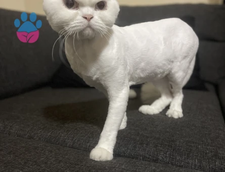 Beyaz İran kedime kendi cinsden eş