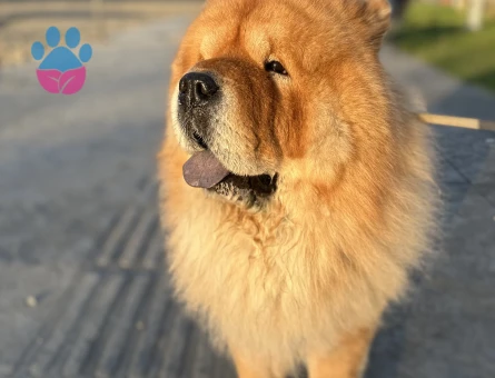 CHOW CHOW