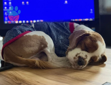 Cavalier King Charles Spaniel Eş Arıyoruz