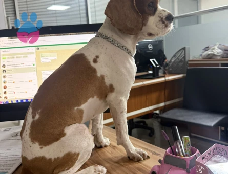 Cavalier King Charles Spaniel Eş Arıyoruz