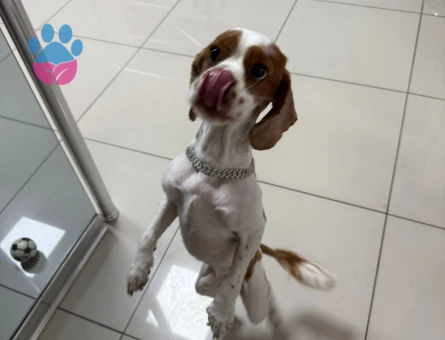 Cavalier King Charles Spaniel Eş Arıyoruz