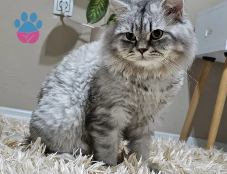 oğluma dişi kedi istiyorum