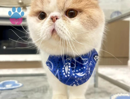 Exotic shorthair oğlumuza gelin adayı arıyoruz