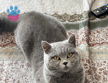 KIZIMA DAMAT ARIYORUM.