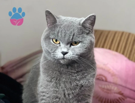 KIZIMA DAMAT ARIYORUM.