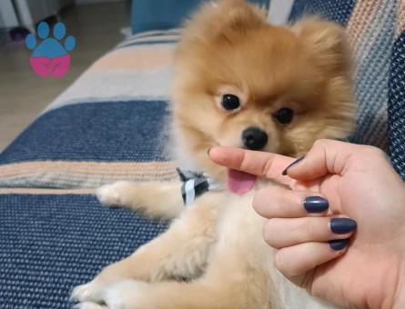 Poomeranian Boo 1 Yaşında Oğlum Eş Arıyor