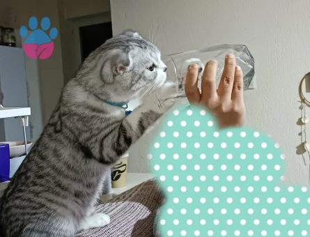 Scottish Fold Erkek Kedime Eş Arıyorum