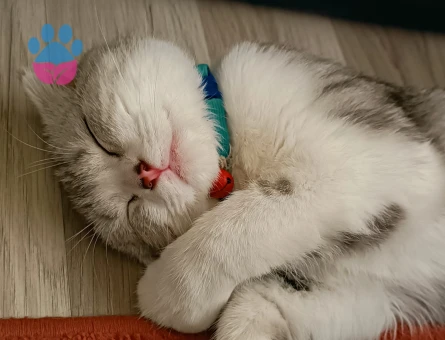 Scottish Fold Erkek Kedime Eş Arıyorum