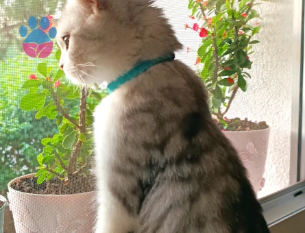 Scottish Fold Erkek Kedime Eş Arıyorum