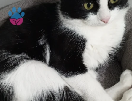 Tekir Oğluşuma Eş Arıyorum Acil