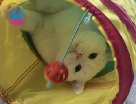 British Kedime kız arıyoruz