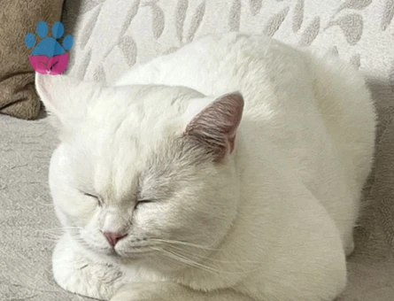 British Kedime kız arıyoruz