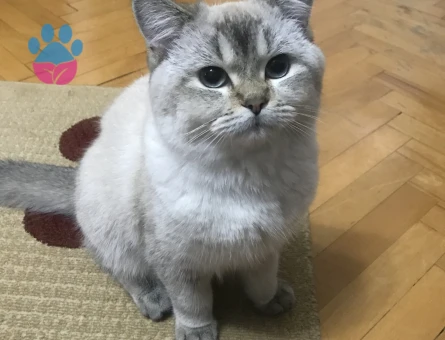 Blue point erkek kedim için eş arıyorum