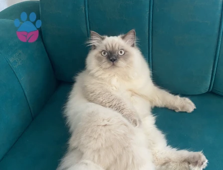 British Longhair Kedime Eş Arıyorum