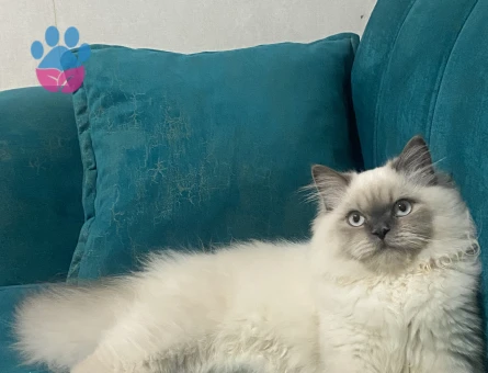 British Longhair Kedime Eş Arıyorum