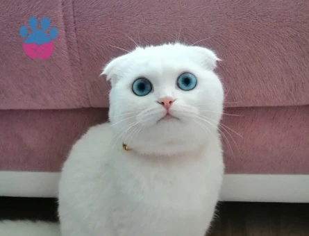 Prensese eş arıyoruz