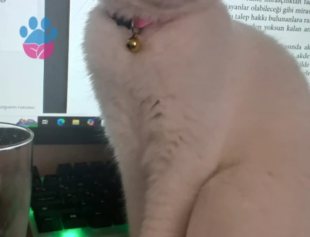 Prensese eş arıyoruz