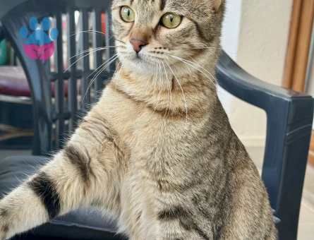 Tekir Kedime Damat Arıyorum