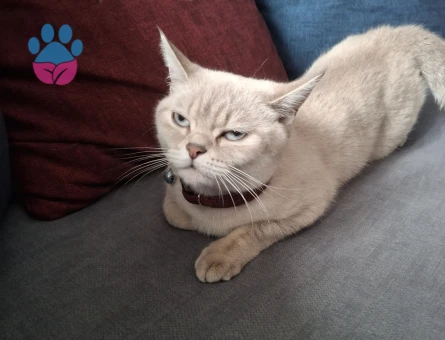 British Shorthair Colorpoint