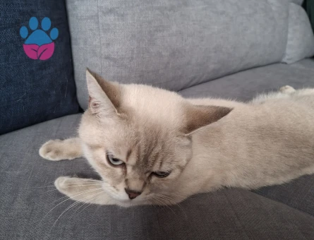 British Shorthair Colorpoint