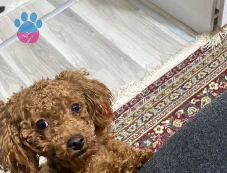 1 yaş 1 aylık toy 0 numara poodle