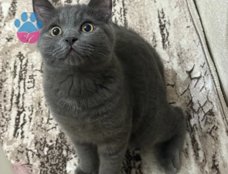 Zıpır beyfendiye gelin arıyorum