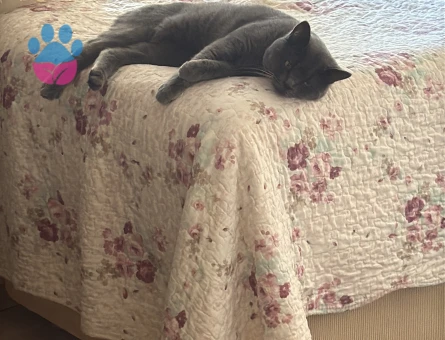 Zıpır beyfendiye gelin arıyorum