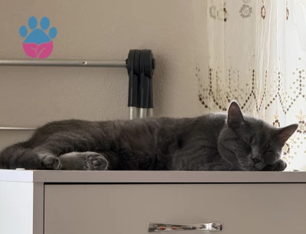 Zıpır beyfendiye gelin arıyorum