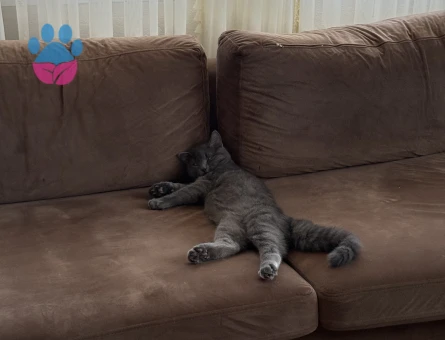 Zıpır beyfendiye gelin arıyorum