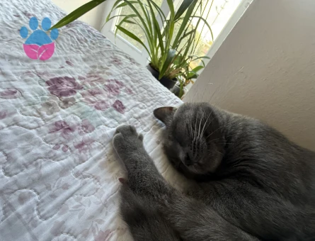 Zıpır beyfendiye gelin arıyorum