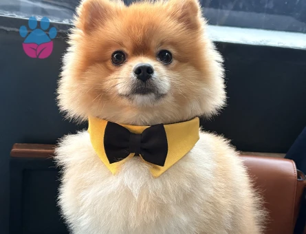 Poomeranian Boo Köpeğime Eş arıyorum