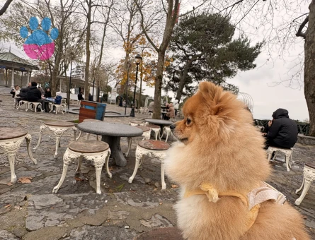 Poomeranian Boo Köpeğime Eş arıyorum