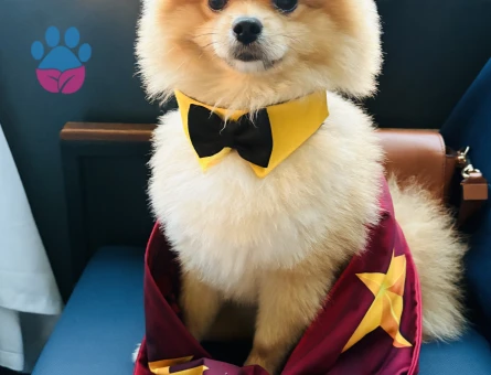 Poomeranian Boo Köpeğime Eş arıyorum